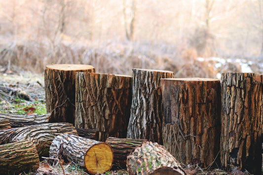 wood from tree cutting