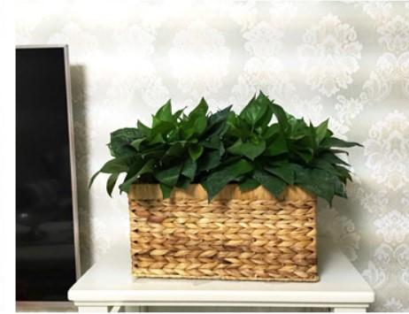 woven basket with a plant in it