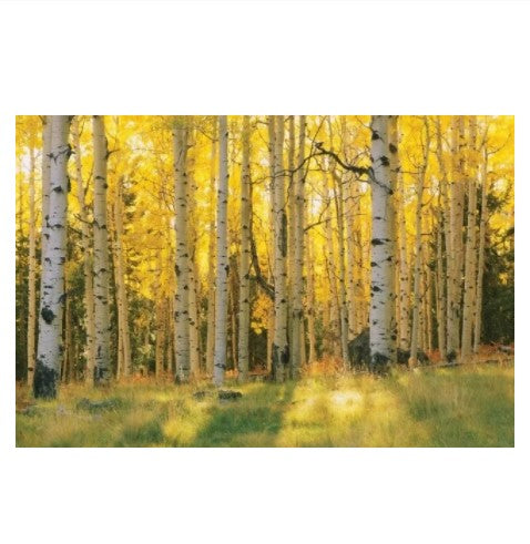 golden sunset birch tree painting