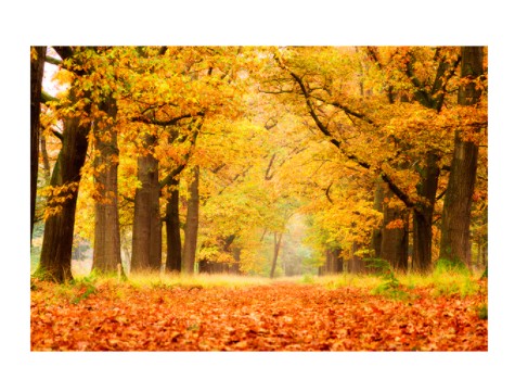 autumn woods canvas art