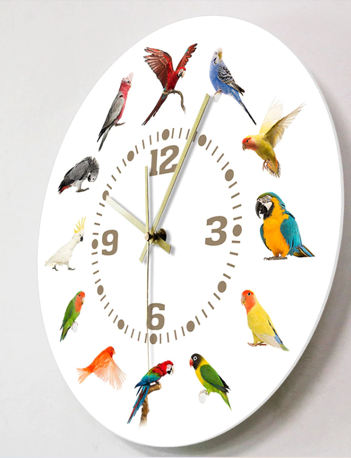 bird clock -side view