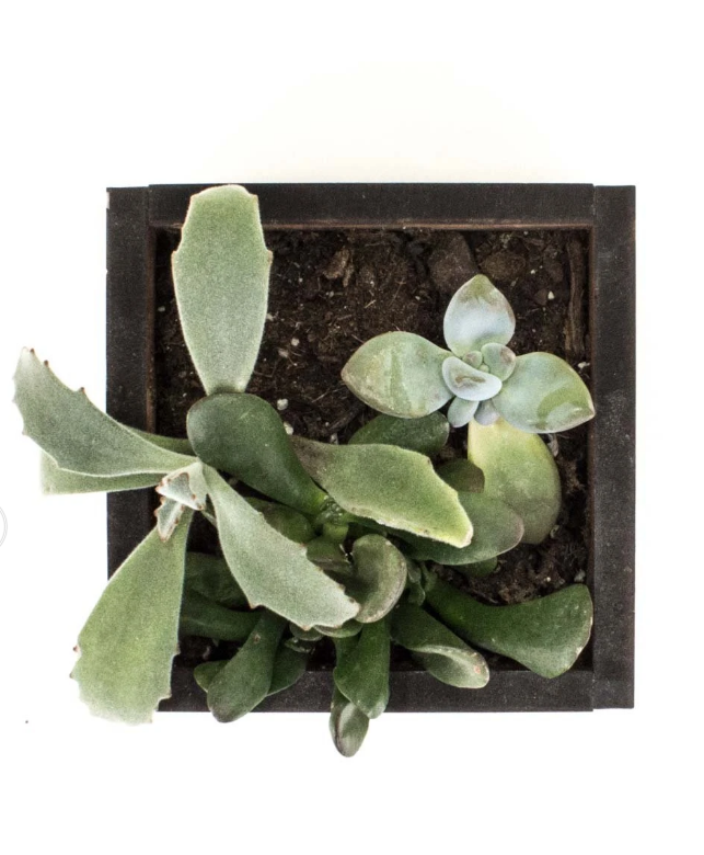 Cedar box planter-view from top